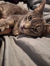 Milly
