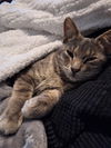 Milly