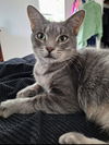 adoptable Cat in Novi, MI named Milly