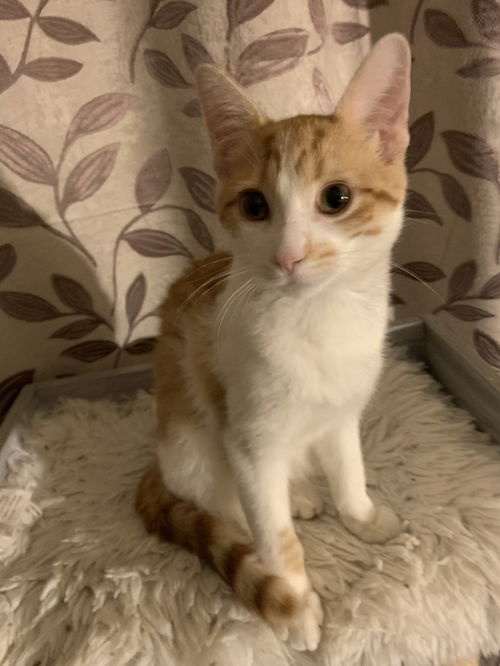 Cheddar