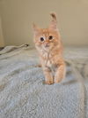 Torie(MUST BE ADOPTED WITH TRISTAN)