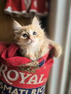 Torie(MUST BE ADOPTED WITH TRISTAN)