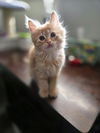 Torie(MUST BE ADOPTED WITH TRISTAN)
