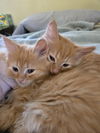 Torie(MUST BE ADOPTED WITH TRISTAN)