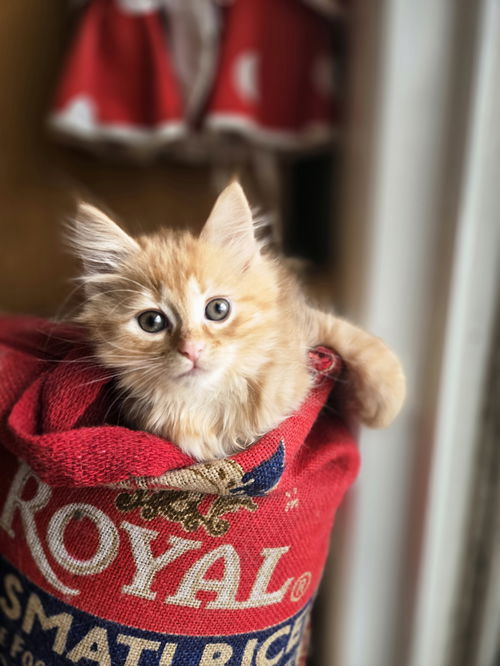 Torie(MUST BE ADOPTED WITH TRISTAN)
