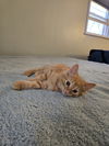 Tristan(MUST BE ADOPTED WITH TORIE)
