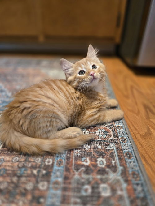 Tristan(MUST BE ADOPTED WITH TORIE)