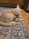 Tristan(MUST BE ADOPTED WITH TORIE)