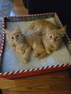Tristan(MUST BE ADOPTED WITH TORIE)
