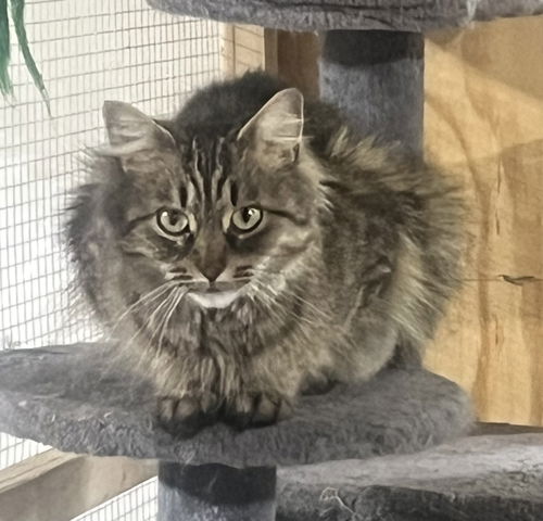 Umay (MUST BE ADOPTED WITH DAVINA)