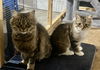 Umay (MUST BE ADOPTED WITH DAVINA)