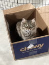 Umay (MUST BE ADOPTED WITH DAVINA)