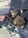 Umay (MUST BE ADOPTED WITH DAVINA)