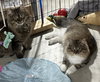 Umay (MUST BE ADOPTED WITH DAVINA)