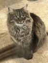 Umay (MUST BE ADOPTED WITH DAVINA)