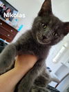 Nikolas