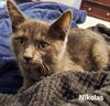 Nikolas