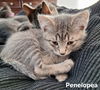 Penelopea