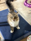 Davina (MUST BE ADOPTED WITH UMAY)