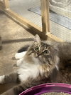 Davina (MUST BE ADOPTED WITH UMAY)