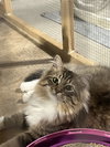 Davina (MUST BE ADOPTED WITH UMAY)