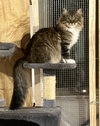 Davina (MUST BE ADOPTED WITH UMAY)