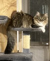Davina (MUST BE ADOPTED WITH UMAY)
