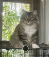 Davina (MUST BE ADOPTED WITH UMAY)