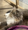 Davina (MUST BE ADOPTED WITH UMAY)