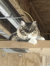 Davina (MUST BE ADOPTED WITH UMAY)