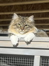 Davina (MUST BE ADOPTED WITH UMAY)