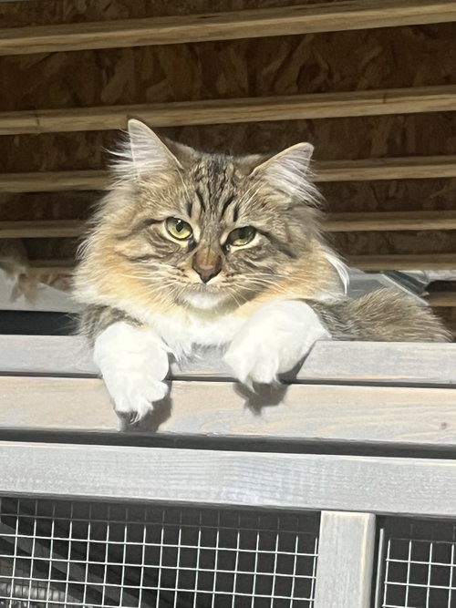Davina (MUST BE ADOPTED WITH UMAY)
