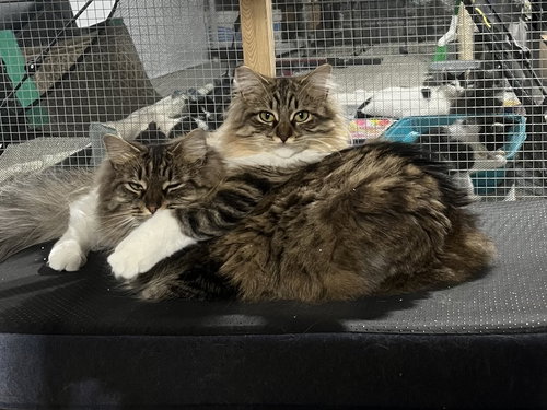 Davina (MUST BE ADOPTED WITH UMAY)