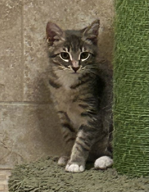 Jara