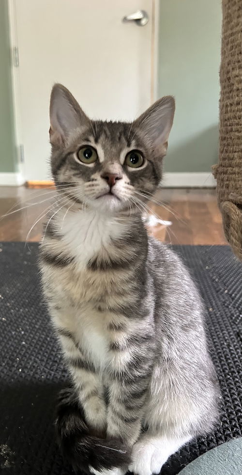 Jara