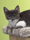 Guinevere