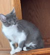 Guinevere