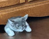 Guinevere