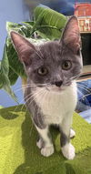 Guinevere