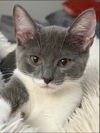 Guinevere