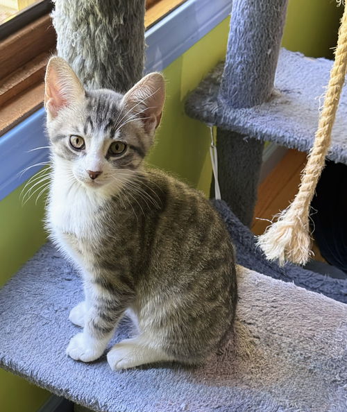 Ren (must be adoped w/ Spartacus)
