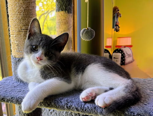 Spartacus- (must be adopted w/ Ren)