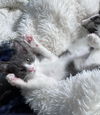 Spartacus- (must be adopted w/ Ren)