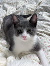 Spartacus- (must be adopted w/ Ren)