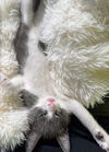 Spartacus- (must be adopted w/ Ren)