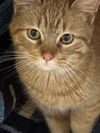 Georgy