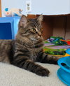 Mischief (Missy)