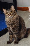 Mischief (Missy)