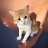 Henry Jr