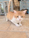 Henry Jr